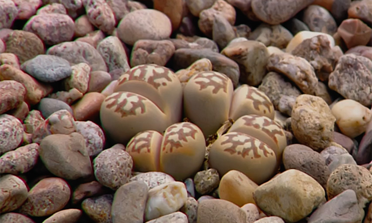 L'eau dans les plantes - Quelques adaptations à la sécheresse - 5mn 50s